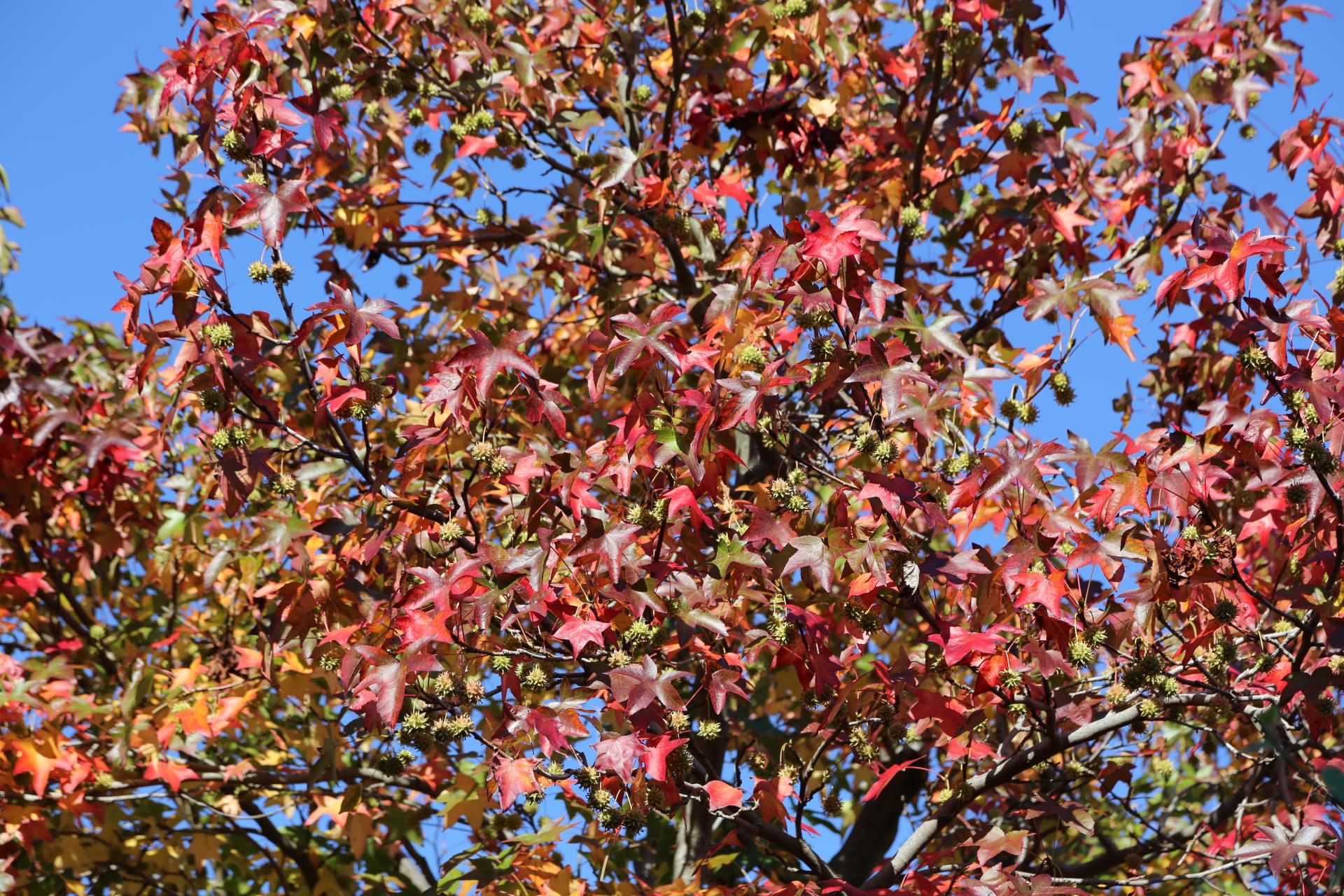 Herbst in Murano - Bäume, Blätter, Herbst, Laub, Laubbäume - (Murano, Veneto, Italien)