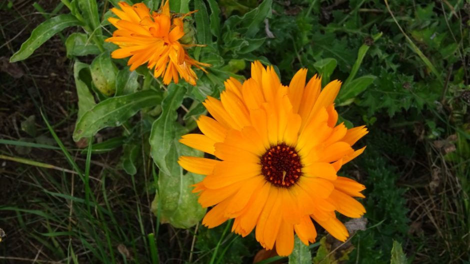 Orange is the new Black - Blume, Blüte, Buschberg, Flora, Herbst, Leiser Berge, Natur, Naturpark, Pflanzen, Ringelblume, Weinviertel, Wildblumen - (Michelstetten, Grafensulz, Niederösterreich, Österreich)