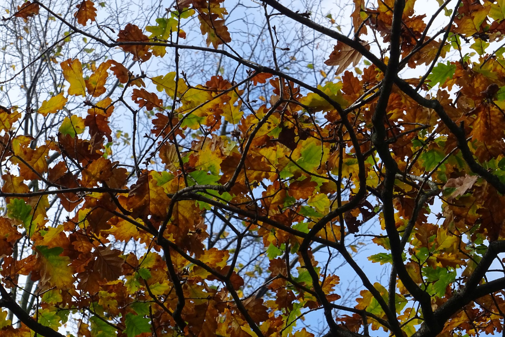 Es rauscht im Blätterwald - Äste, Blätter, Buschberg, Farben, Herbst, Laub, Leiser Berge, Naturpark, verfärbt, Verfärbung, Weinviertel - (Michelstetten, Grafensulz, Niederösterreich, Österreich)