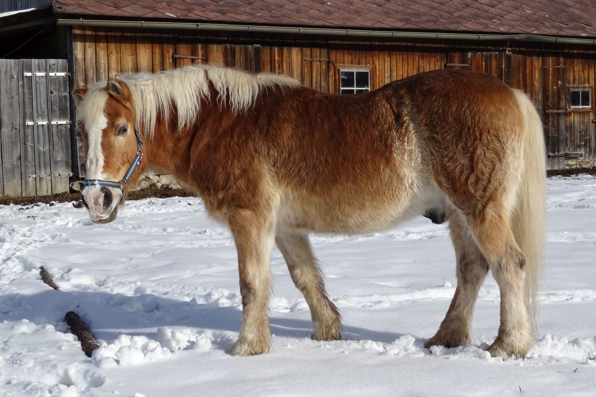 Blondinen bevorzugt I - Gemeindealpe, Mariazell, Pferd, Schneeschuhwandern, Tiere, Zellerrain - (St. Sebastian, Sankt Sebastian, Steiermark, Österreich)