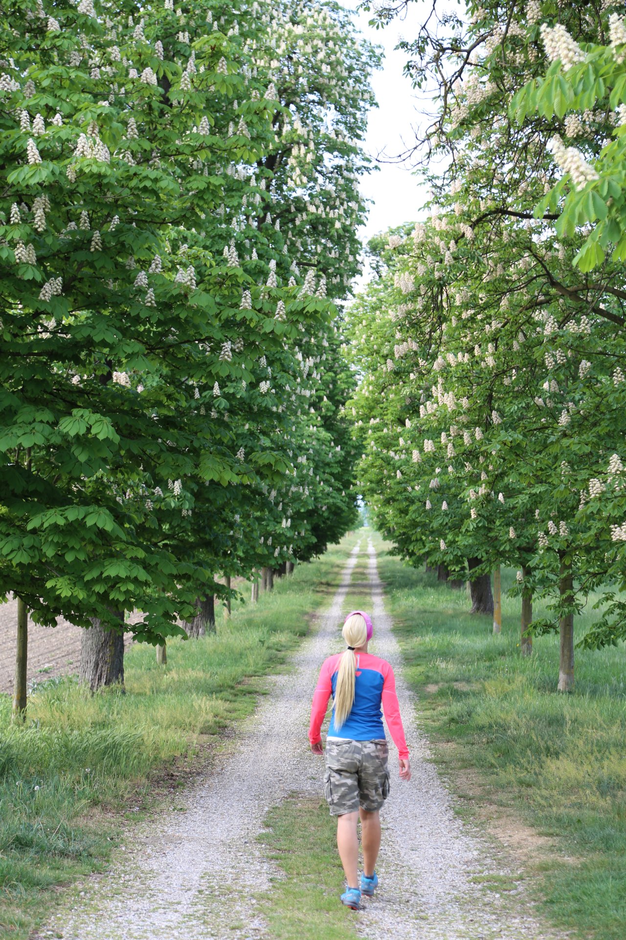 Schritt für Schritt zum Ziel .. - Allee, Baumallee, Bäume, Natur, Spazierweg, Weg - WEISSINGER Sofia - (Stetteldorf am Wagram, Niederösterreich, Österreich)
