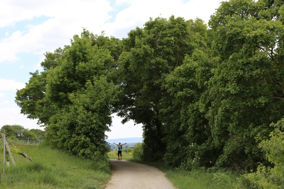 Betreten auf Eigene Gefahr! - Bäume, Natur, Weg - HOFBAUER-HOFMANN Sofia - (Großau, Niederösterreich, Österreich)