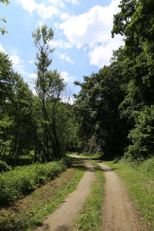 Das Ziel ist der Weg - Bäume, Forstweg, Himmel, Kamptal, Natur, Weg, Wolken - (Gottsdorf, Altenhof, Niederösterreich, Österreich)