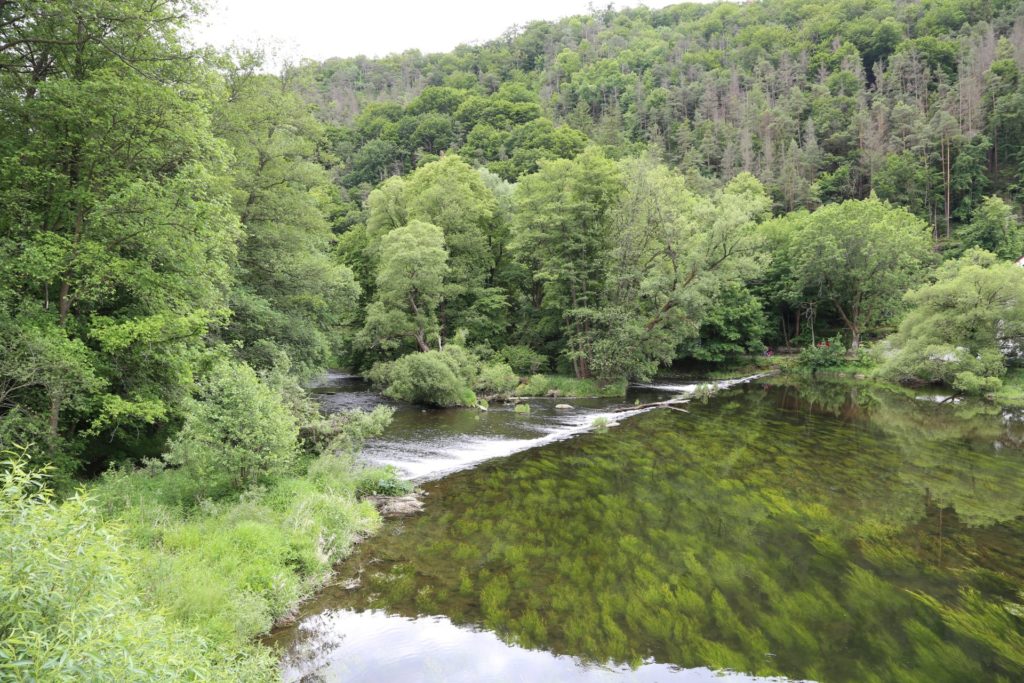 Hier wachsen Bäume sogar unter Wasser! - Fluss, Gewässer, Landschaft, Nationalpark Thayatal, Natur, Thaya, Thaya-Fluss, Thayatal, Wasser - (Hardegg, Niederösterreich, Österreich)