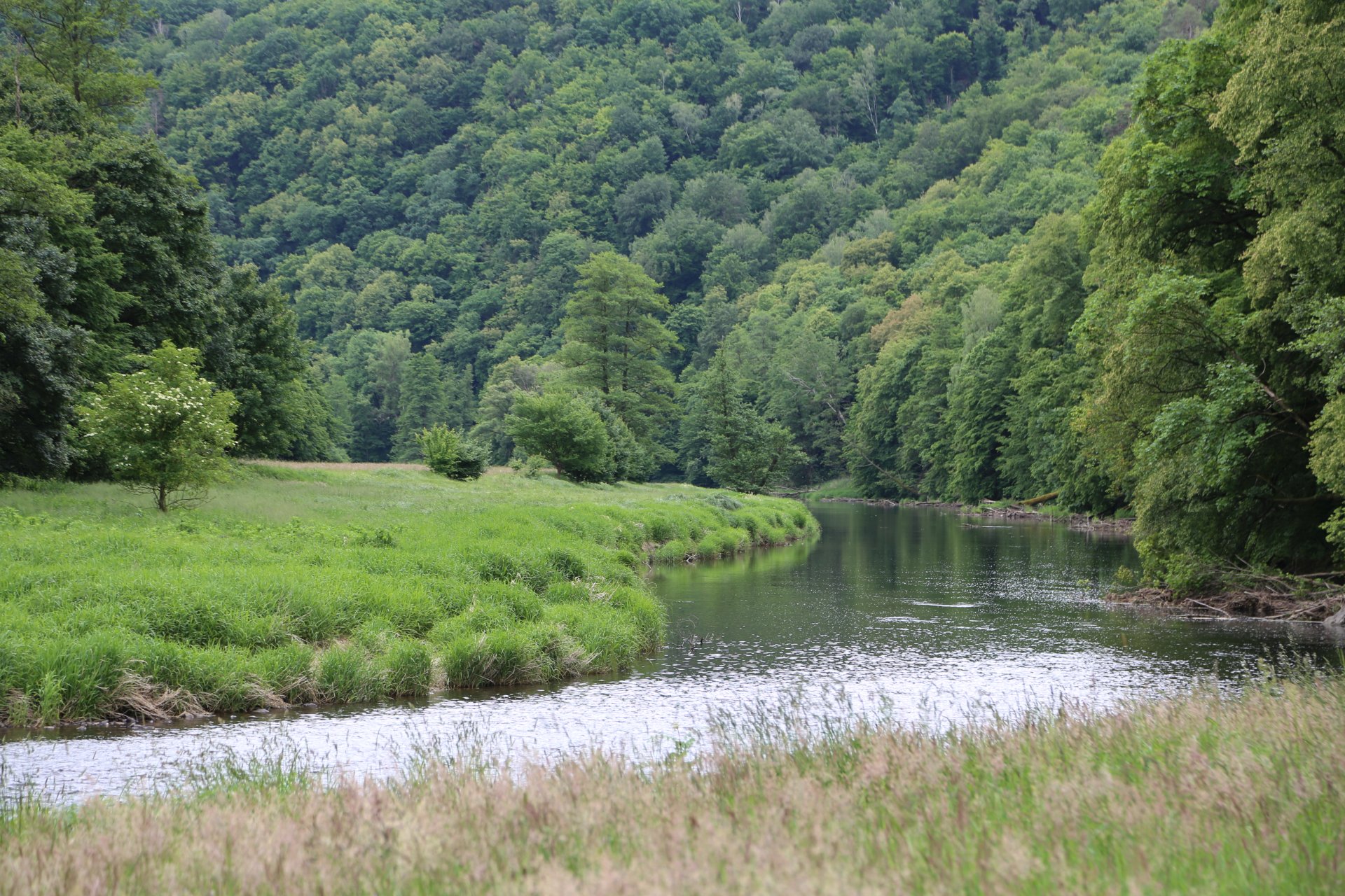 Wasser marsch! - Bäume, Fluss, Gewässer, Nationalpark Thayatal, Natur, Thaya, Thaya-Fluss, Thayatal, Wälder, Wasser - (Hardegg, Niederösterreich, Österreich)