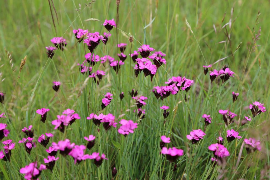 Auch diese schönen Nelken müssen irgendwann verwelken - Blumen, Nationalpark Thayatal, Natur, Pflanzen, Thayatal - (Merkersdorf, Niederösterreich, Österreich)