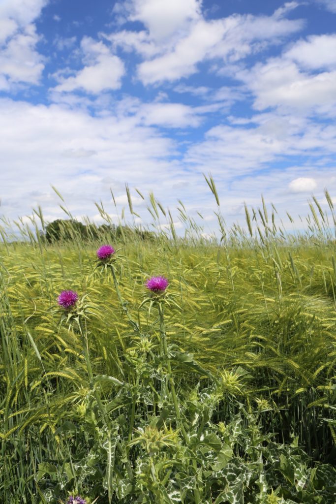 Idylle - Blumen, Himmel, Landschaft, Nationalpark Thayatal, Natur, Pflanzen, Thayatal, Wolken - (Sveti Krijak, Premuda, Zadarska, Kroatien)