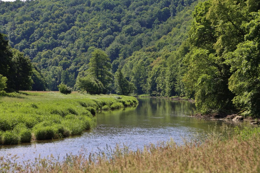 Die Natur malt die schönsten Motive! - Bäume, Fluss, Gewässer, Landschaft, Nationalpark Thayatal, Thaya, Thaya-Fluss, Thayatal, Wälder, Wasser - (Hardegg, Niederösterreich, Österreich)