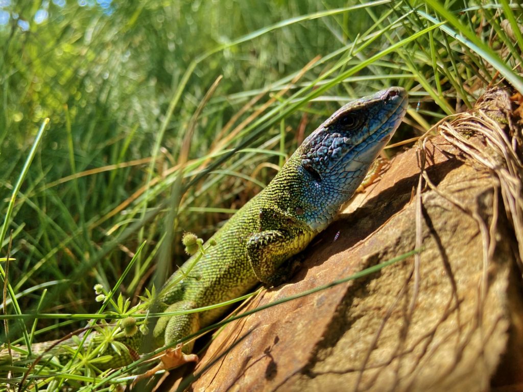 Smaragdeidechse, die auch als Chamäleon durchgehen würde! - Eidechse, Nationalpark Thayatal, Reptil, Smaragdeidechse, Thayatal, Tiere, Tierwelt - (Hardegg, Niederösterreich, Österreich)