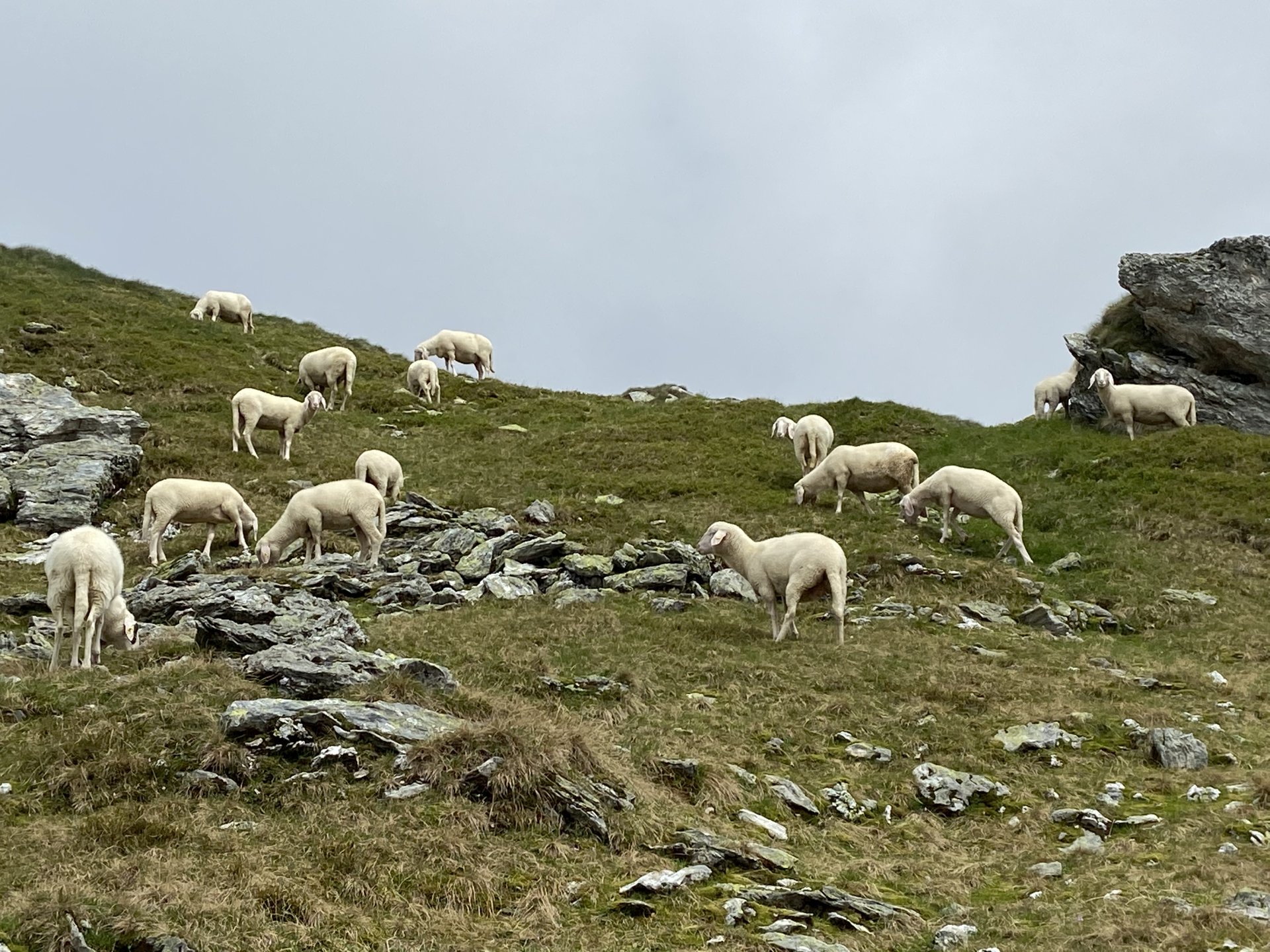Scha(r)fe Aussichten - Giglach Höhenweg, Herde, Lamm, Schaf, Schafe, Schladminger Tauern, Tiere - (Postlehen, Obertauern, Salzburg, Österreich)