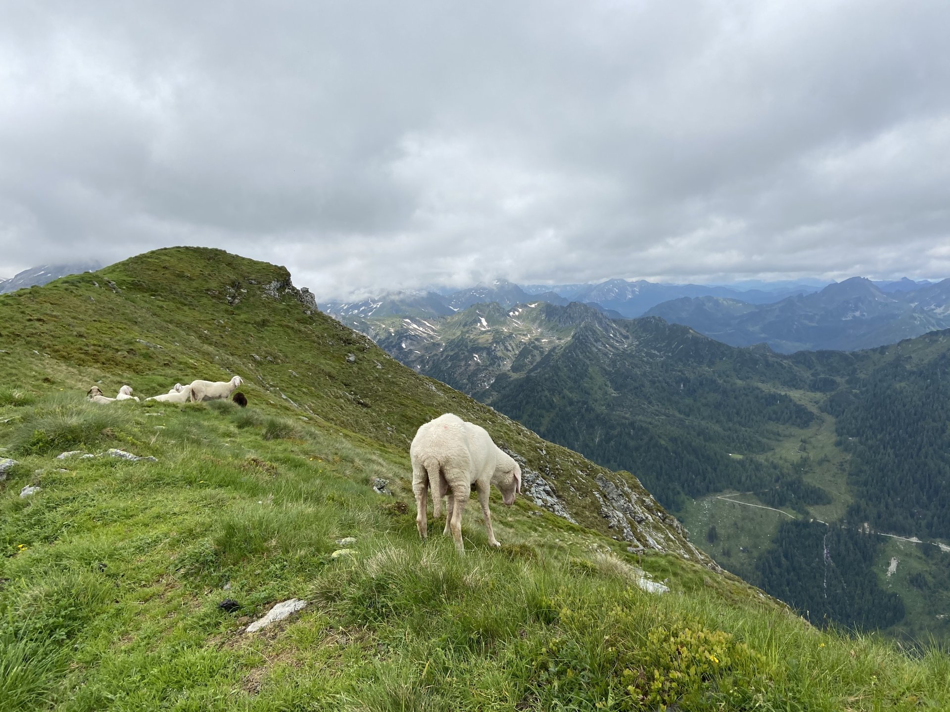 Hier wäre ich auch gerne ein Schaf - Gebirge, Giglach Höhenweg, Herde, Himmel, Lamm, Panorama, Schaf, Schafe, Schladminger Tauern, Tiere, Wolken - (Postlehen, Obertauern, Salzburg, Österreich)
