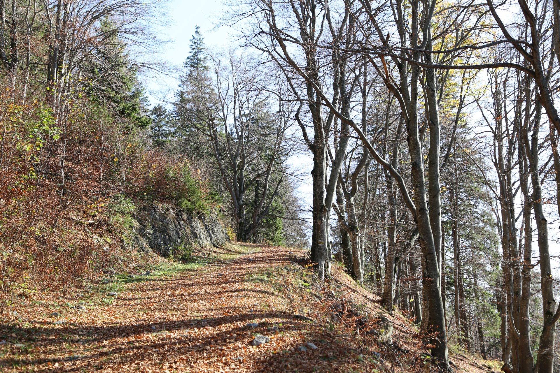 Der Herbst wirft schon seine Schatten voraus - Bäume, Herbst, Laub, Muckenkogel, Natur, Pfad, Wald, Weg - (Freiland, Niederösterreich, Österreich)