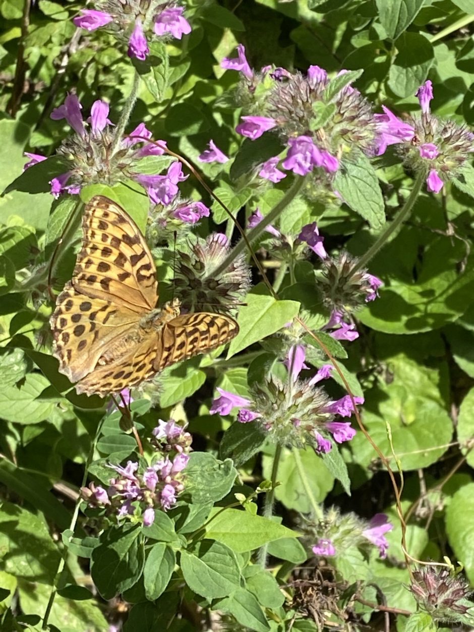 Schmetterling du schönes Ding! - Falter, Muckenkogel, Natur, Pflanzen, Schmetterling - (Lilienfeld, Niederösterreich, Österreich)