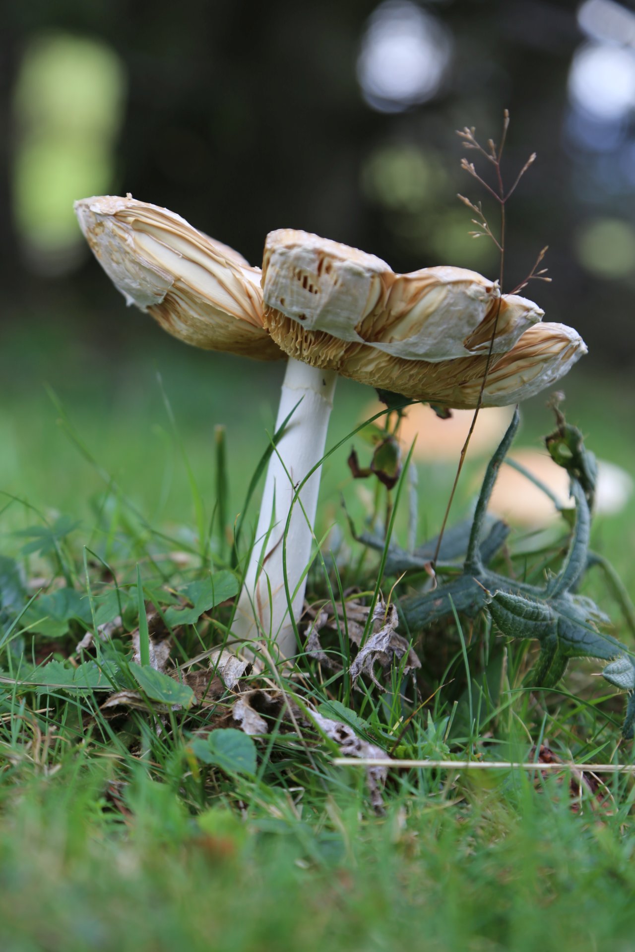 Ein Pilz kommt selten allein - Fungi, Gras, Muckenkogel, Natur, Pilze, Schirmpilz, Schwammerl, Waldpilz, Wiese - (Innerfahrafeld, Niederösterreich, Österreich)