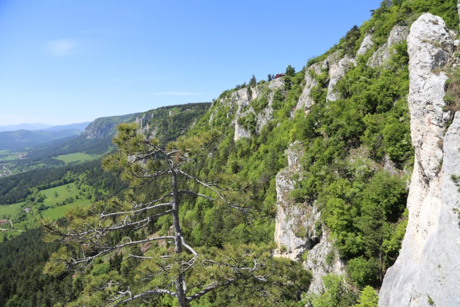 Wo die Bäume die Hohe Wand erobern. - Ausblick, Aussicht, Bäume, Felsenpfad, Felswand, Gestein, Hohe Wand, Landschaft, Natur, Panorama, Wälder - (Stollhof, Niederösterreich, Österreich)