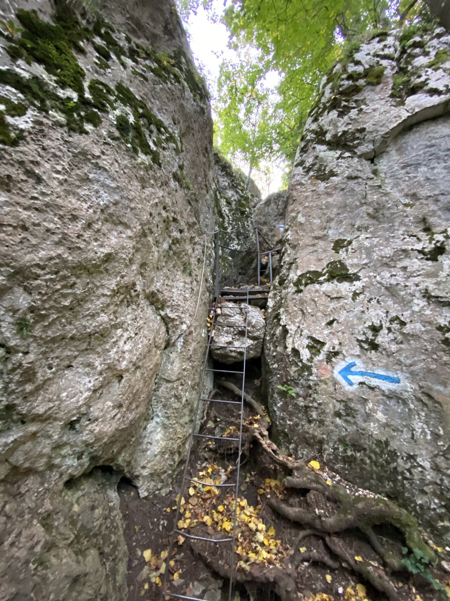 Zumindest verlaufen fällt am Drobilsteig nicht schwer - Drobilsteig, Felswand, Gestein, Hohe Wand, Natur - (Felbering, Dreistetten, Niederösterreich, Österreich)