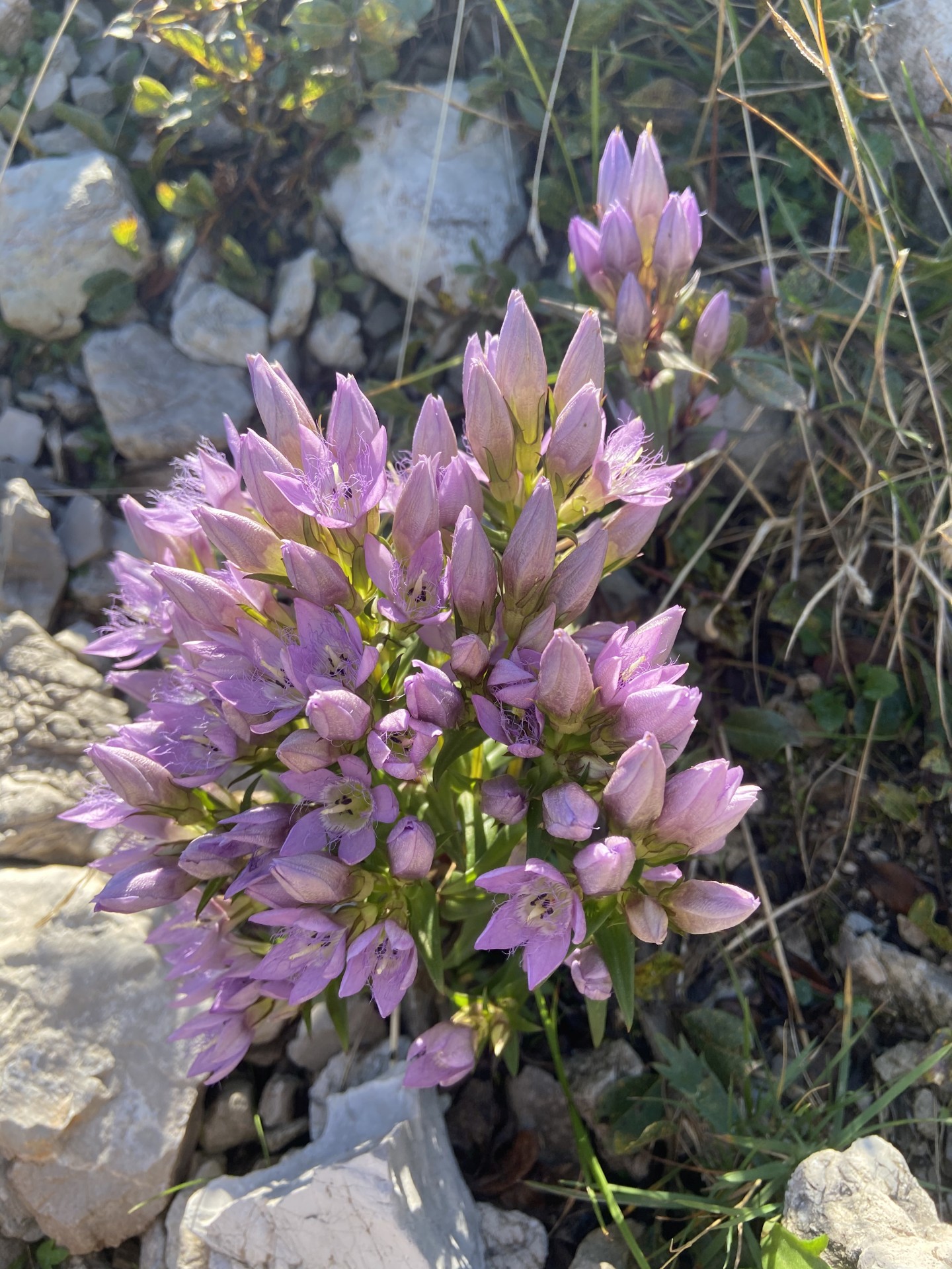 Diese schöne Blume ist im Fels fest verwurzelt - Enziangewächse, Gentianella, Gentianella aspera, Gewächs, Göller-Runde, Kranzenzian, Mürzsteger Alpen, Natur, Pflanze, Rauer Kranzenzian - (Lahnsattel, Niederösterreich, Österreich)