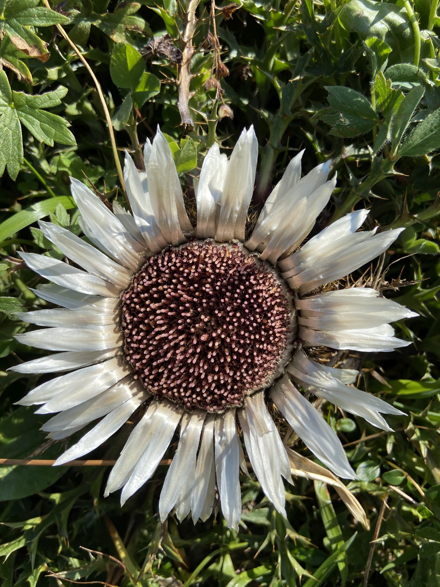 Strohige Schönheit am Wegesrand - Carlina acaulis, Eberwurzen, Gewächs, Göller-Runde, Mürzsteger Alpen, Natur, Pflanze, Rosengewächs, Silberdistel - (Lahnsattel, Niederösterreich, Österreich)