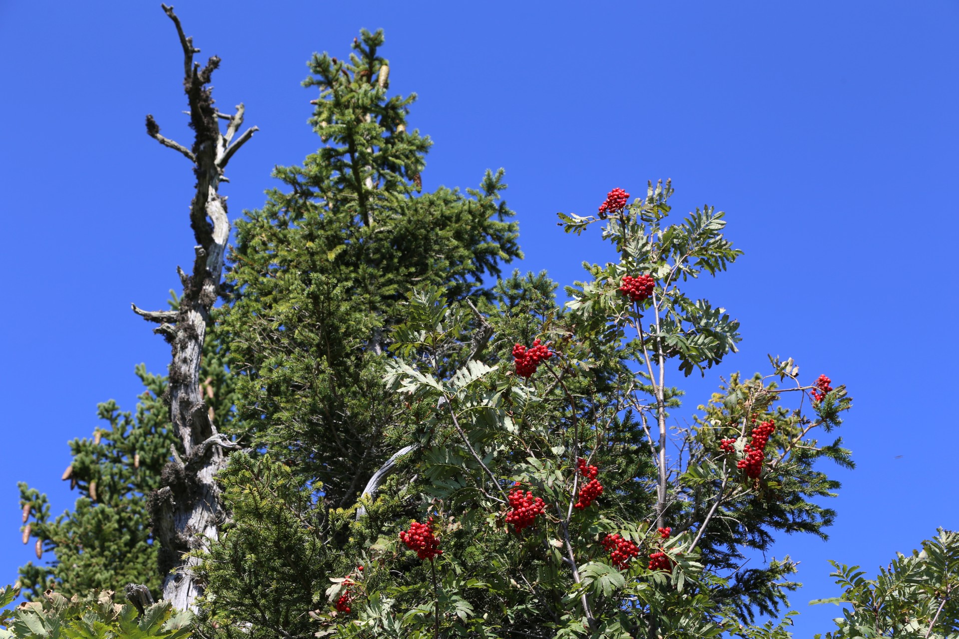 Starke Farben sind heuer im Trend - Beeren, Botanik, Busch, Drosselbeere, Eberwurzen, Frucht, Gewächs, Göller-Runde, Krametsbeere, Mürzsteger Alpen, Natur, Pflanze, Quitsche, Vogelbeerbaum, Vogelbeere - (Lahnsattel, Niederösterreich, Österreich)