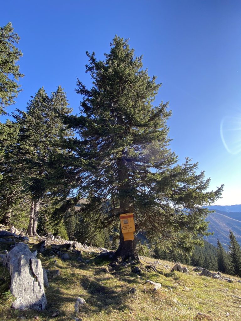 Unsere Post bringt allen was! - Bäume, Briefkasten, Gestein, Gippel, Himmel, Mürzsteger Alpen, Postkasten, Wiese - (Gschaidl, Kernhof, Niederösterreich, Österreich)