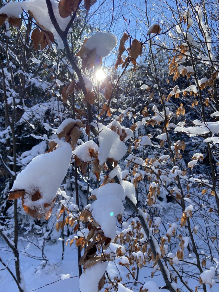 Tief verschneit der Wald unten noch im Winterkleid - Licht, Lichteinfall, Natur, Ramsau, Schnee, Sonne, Sonnenstrahlen, Strahlen, Unterberg - (Adamsthal, Kieneck, Niederösterreich, Österreich)