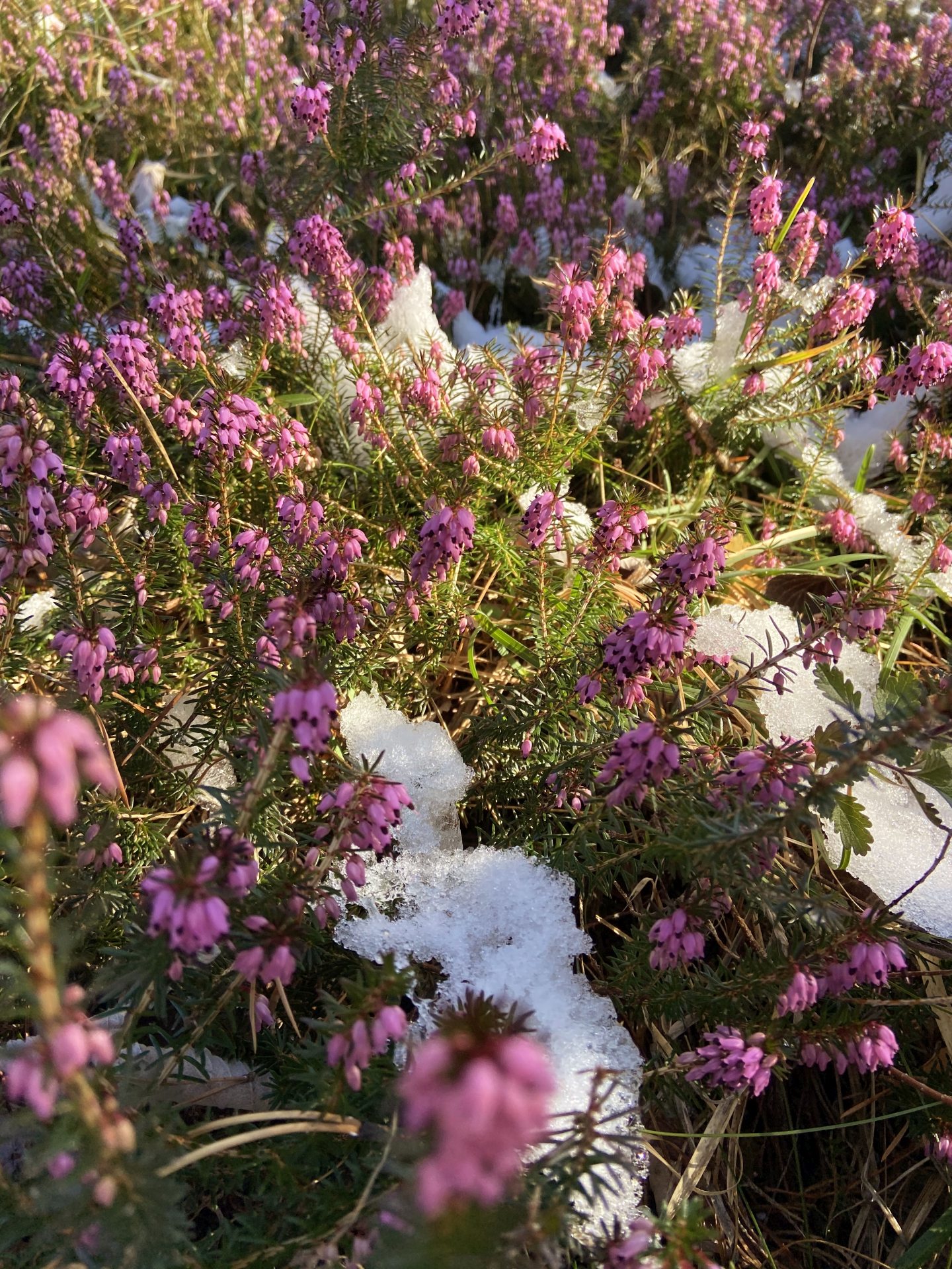 Erika, der Lenz ist da! - Erica, Natur, Pflanzen, Ramsau, Schnee, Unterberg - (Adamsthal, Kieneck, Niederösterreich, Österreich)