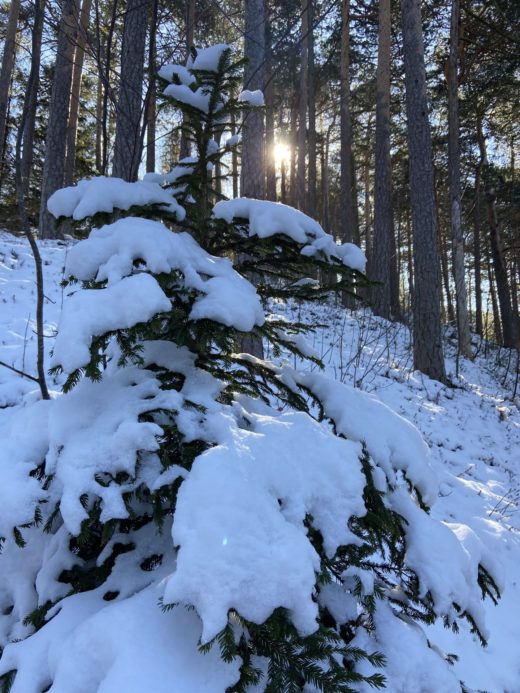 Winter im März, da lacht mein Herz! - Licht, Lichteinfall, Natur, Ramsau, Schnee, Sonne, Sonnenstrahlen, Strahlen, Unterberg - (Adamsthal, Kieneck, Niederösterreich, Österreich)