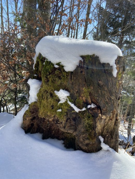 Auch im zeitigen Frühling kanns noch tiefwinterlicht sein - Baumstamm, Baumstumpf, Natur, Ramsau, Schnee, Unterberg - (Adamsthal, Kieneck, Niederösterreich, Österreich)