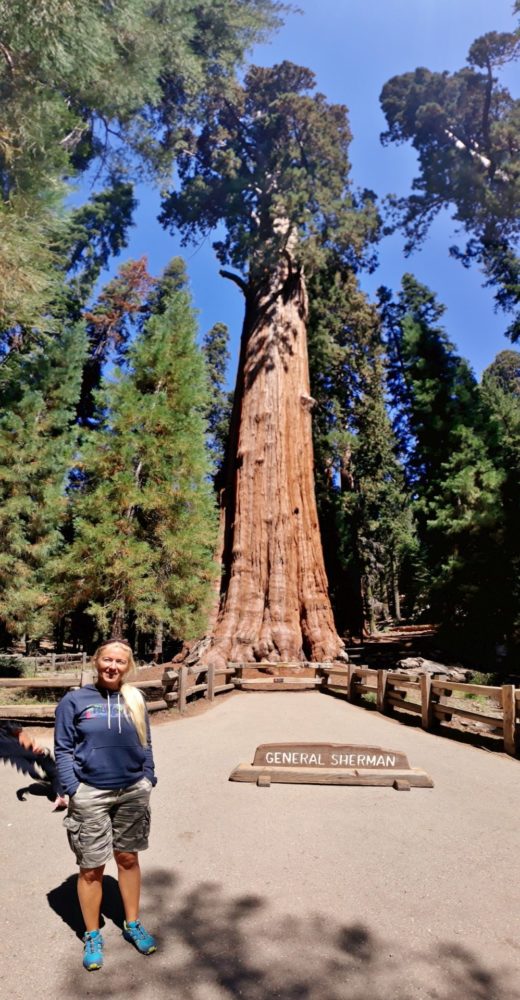 Ich kanns kaum glaum! Ein Mammutbaum! - Bäume, Blondine, General Sherman, General Sherman Trail, Himmel, Kalifornien, Mammutbäume, Personen, Portrait, Porträt, Riesenmammutbaum, Schild, Sequoia, Sequoia National Park, Tafel, Zaun - WEISSINGER Sofia - (Pinewood, Sequoia National Park, California, Vereinigte Staaten)