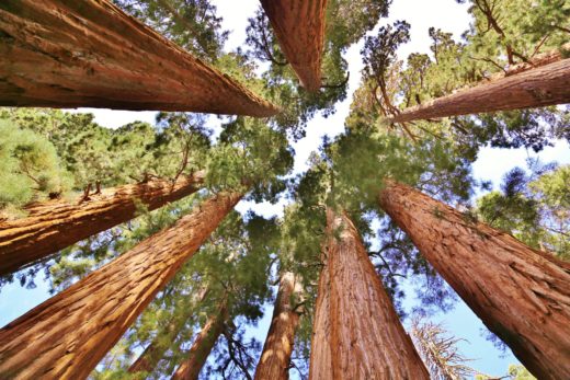 Endlos weit weg erscheinen die Baumkronen im Sequioa Nationalpark - Bäume, Baumstämme, Himmel, hoch, Kalifornien, malerisch, Mammutbäume, Riesenmammutbäume, riesig, Sequoia National Park, traumhaft, überdimensional - (Pinewood, Sequoia National Park, California, Vereinigte Staaten)