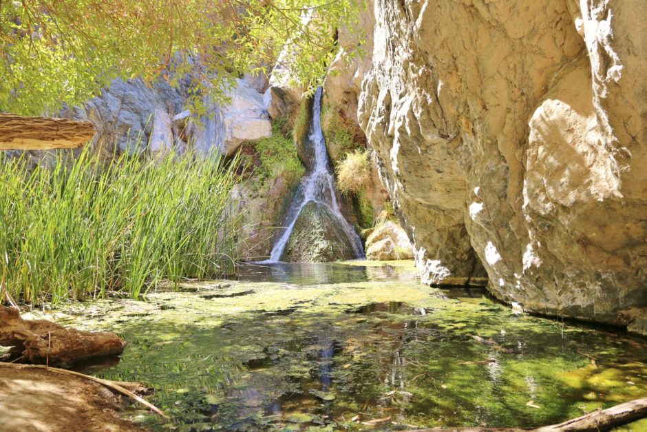 Fata Morgana oder wirklich die Darwin Falls? - Algen, Darwin Falls, Death Valley National Park, Felswand, Gestein, Gräser, Kalifornien, malerisch, Oase, traumhaft, Wasser, Wasserfall - (Panamint Springs, Darwin, California, Vereinigte Staaten)