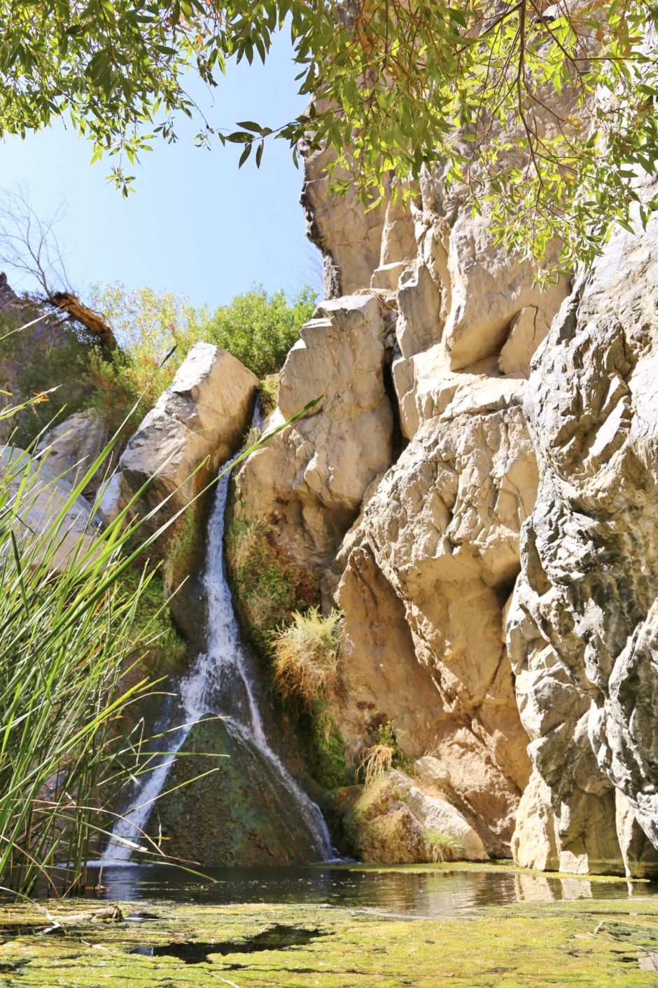 Darwin Falls - die unglaubliche Oase mitten in der Wüste! - Algen, Darwin Falls, Death Valley National Park, Felswand, Gestein, Gräser, Himmel, Kalifornien, malerisch, Oase, traumhaft, Wasser, Wasserfall - (Panamint Springs, Darwin, California, Vereinigte Staaten)