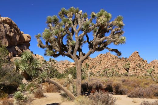 Ein Prachtkerl von einem Joshua Tree - Berg, Felsformationen, Hidden Valley, Himmel, Joshua Tree, Joshua Tree National Park, Josuabaum, Kalifornien, Landschaft, Natur, Sträucher - (Panorama Heights, Twentynine Palms, California, Vereinigte Staaten)