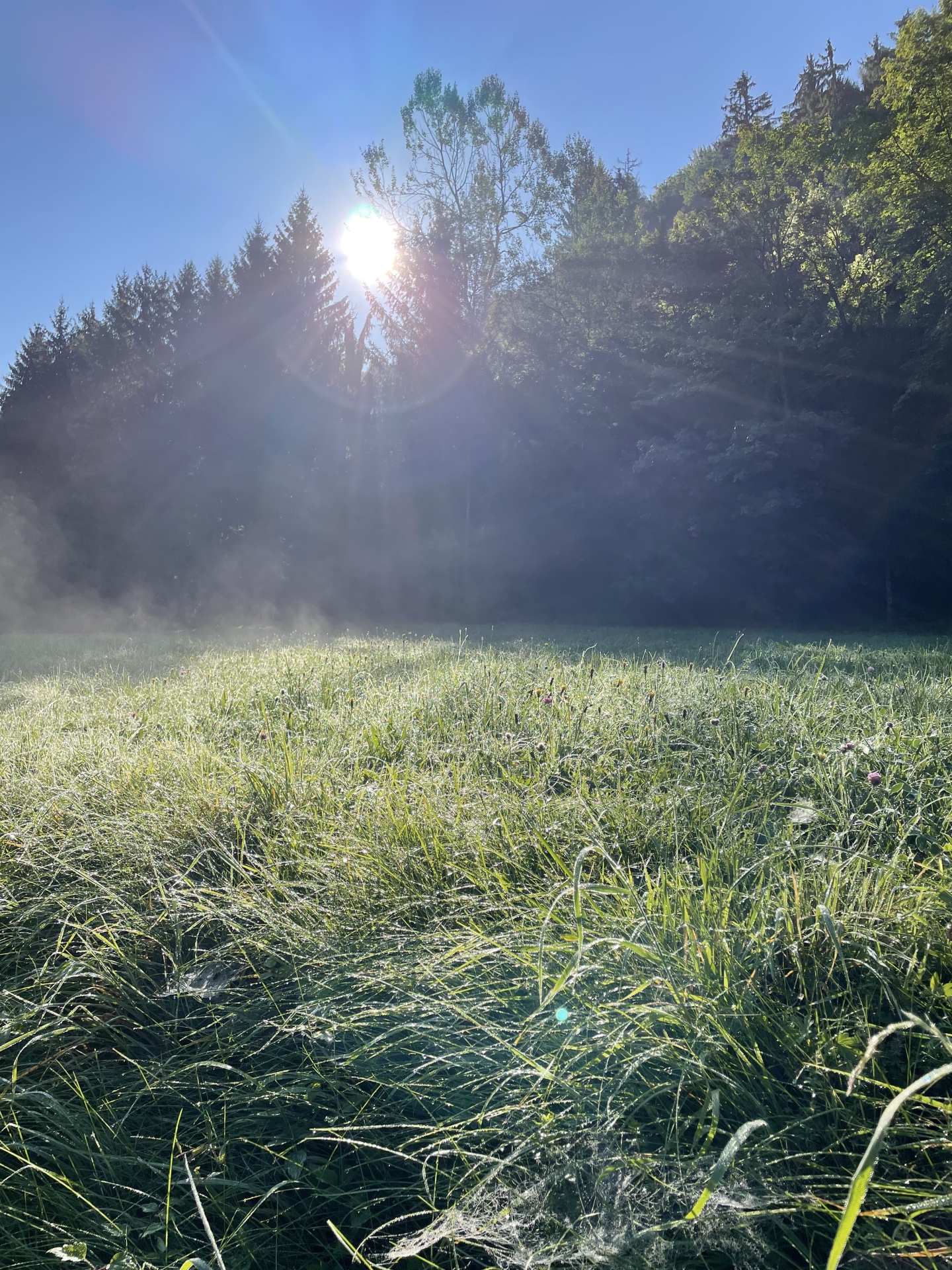 Morgentau ist das sichere Vorzeichen für einen perfekten Wandertag auf den Hohenstein! - Bäume, Himmel, Natur, Sonne, Wandergebiet Hohenstein, Wiese - (Soisgegend, Niederösterreich, Österreich)