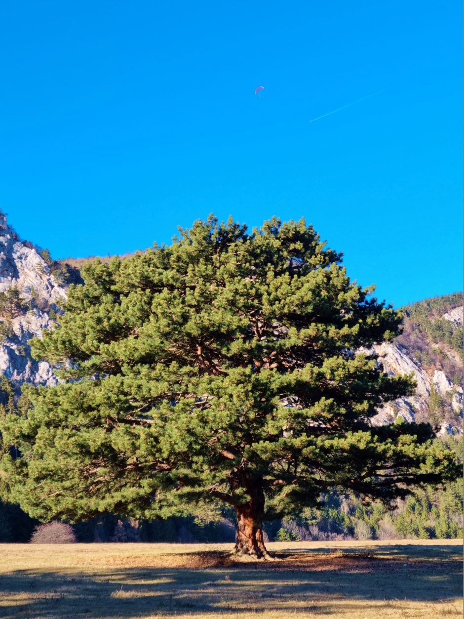 Dieser Nadelbaum ist ein Traum - Baum, blauer Himmel, Himmel, Hohe Wand, Landschaft, Nadelbaum, Natur - (Maiersdorf, Niederösterreich, Österreich)