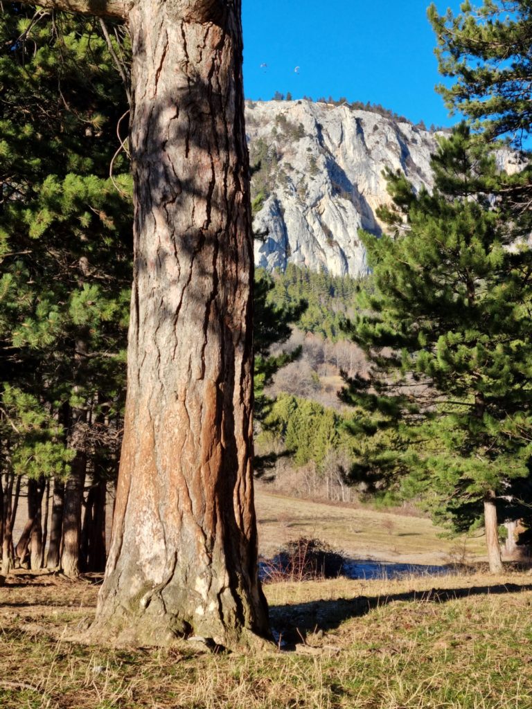 Yosemite oder doch Hohe Wand? - Bäume, Baumstämme, blauer Himmel, Felsformation, Felswand, Himmel, Hohe Wand, Landschaft, Natur - (Maiersdorf, Niederösterreich, Österreich)