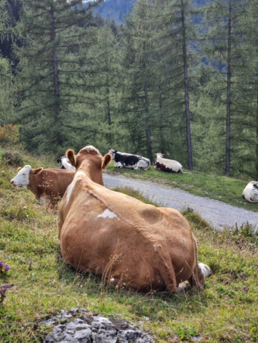 Auch ein KUH-ler Rücken kann entzücken - 4 Berge 3 Seen, Etappe 1, Kühe, Salzkammergut, Tiere - (Laim, Sankt Gilgen, Salzburg, Österreich)