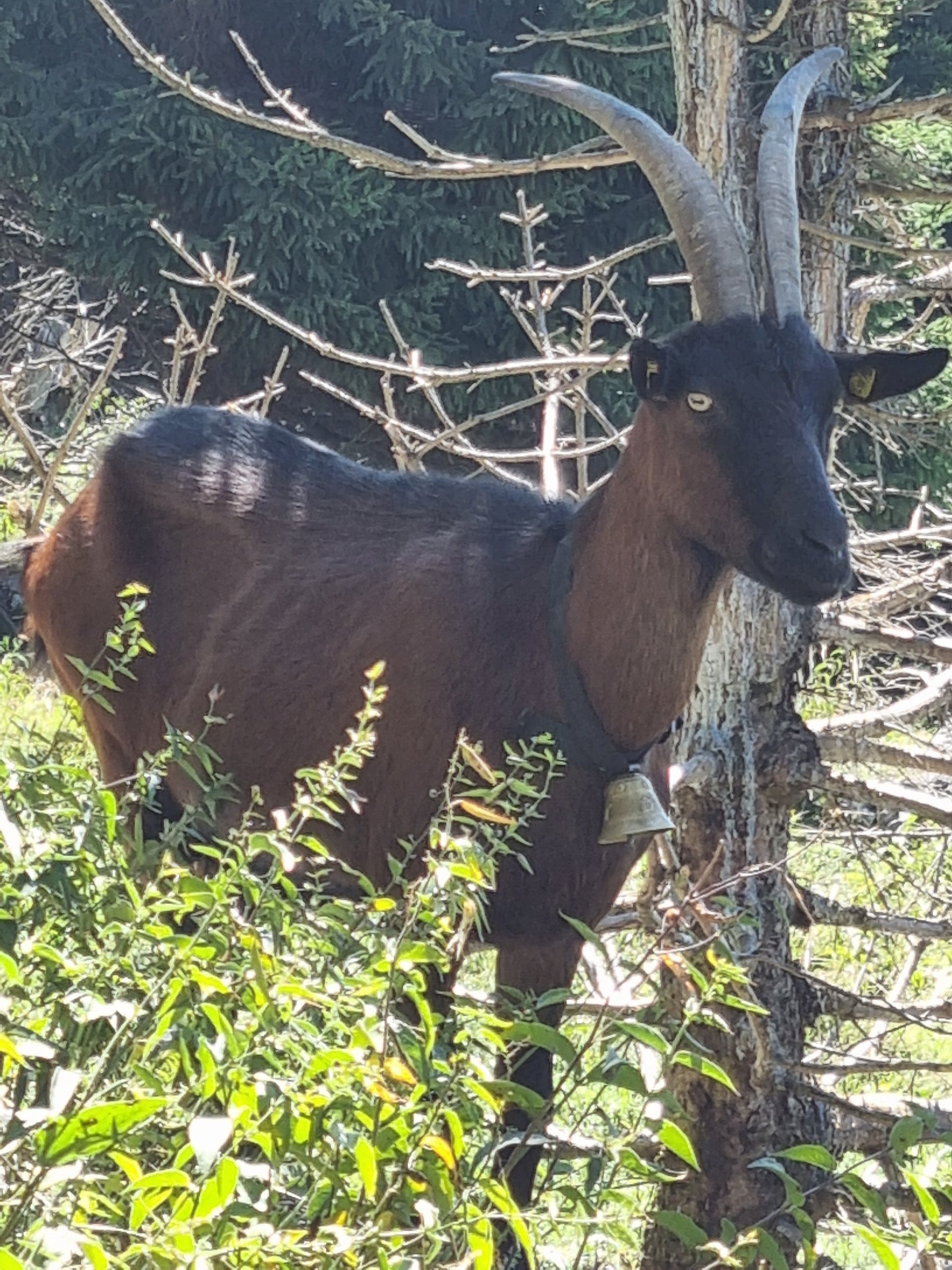 Ein finsterer Geselle erwartete uns auf der Sautränkalm - 4 Berge 3 Seen, Etappe 2, Gams, Salzkammergut, Tiere - (Fürberg, Gschwand, Salzburg, Österreich)