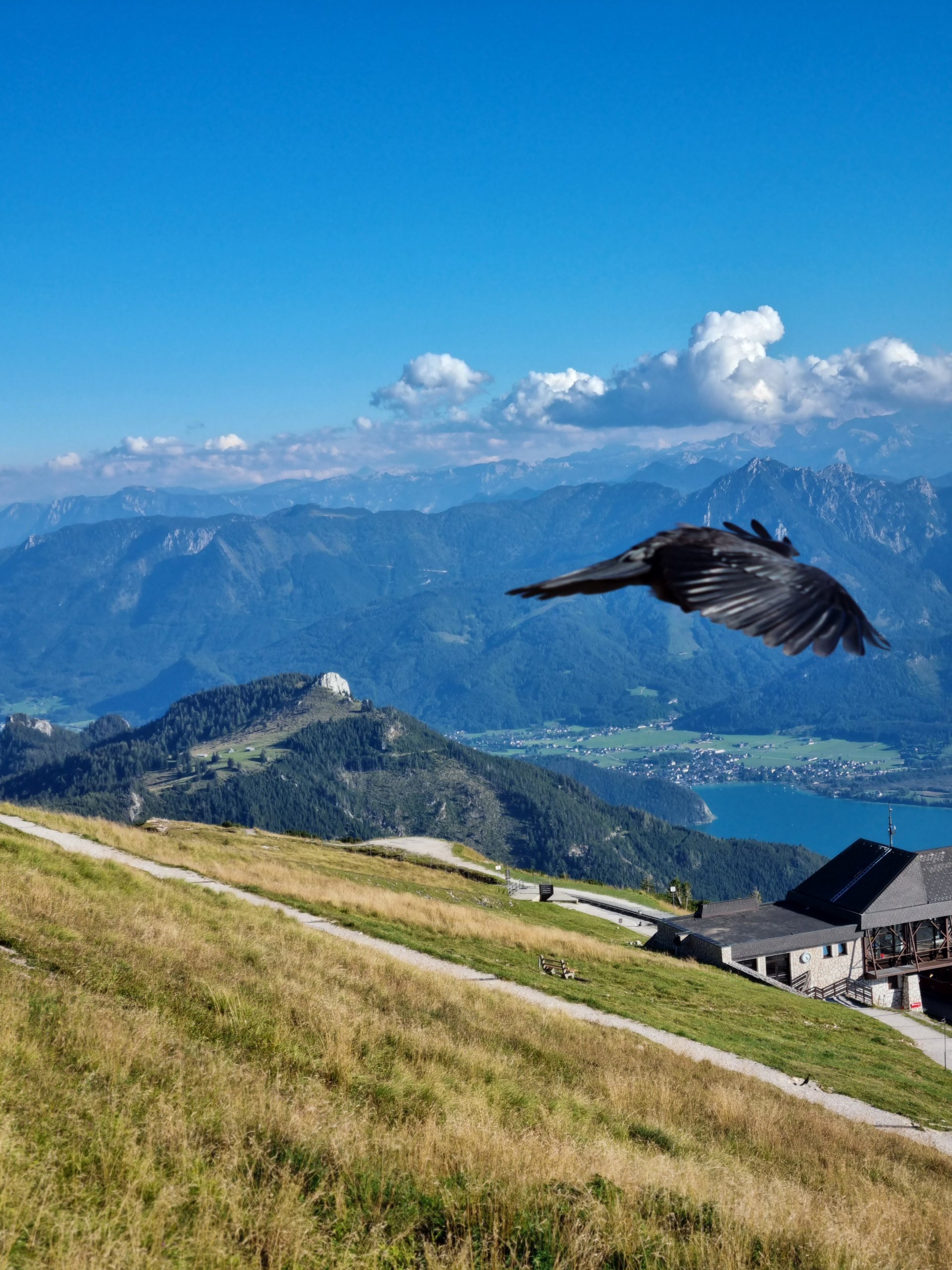 Schafbersgpitze aus der Vogelperspektive - 4 Berge 3 Seen, Alpen, Alpendohle, Alpenvorland, Etappe 2, Kalkalpen, Pyrrhocorax graculus, Rabenvögel, Salzkammergut, Salzkammergut-Berge, Schafberg, Schafbergspitze, Tiere, Tourismusziel, Vögel - (Ort, Au, Oberösterreich, Österreich)