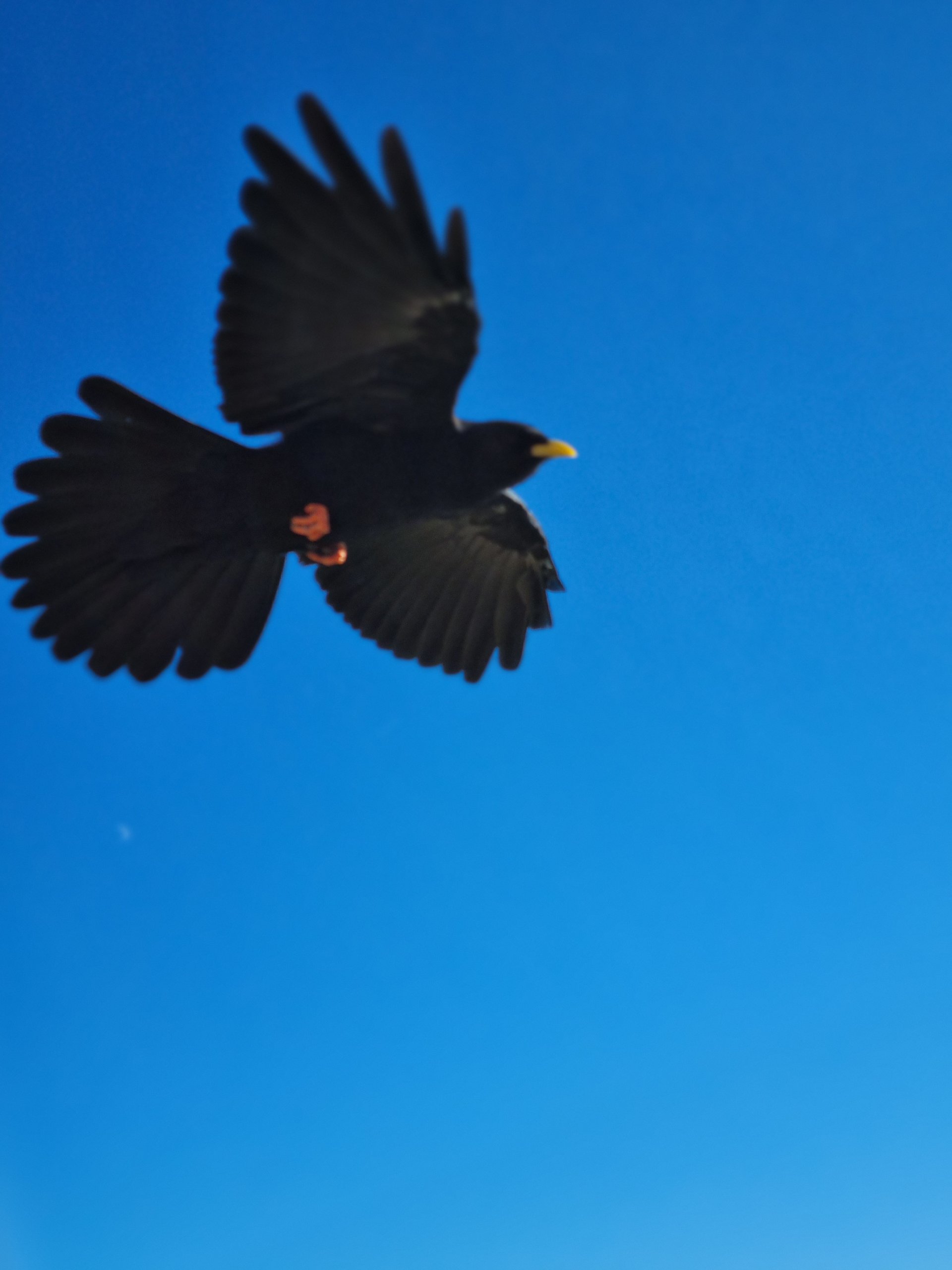 Der große schwarze Vogel kommt - 4 Berge 3 Seen, Alpen, Alpendohle, Alpenvorland, Etappe 2, Kalkalpen, Pyrrhocorax graculus, Rabenvögel, Salzkammergut, Salzkammergut-Berge, Schafberg, Tiere, Tourismusziel, Vögel - (Ort, Au, Oberösterreich, Österreich)