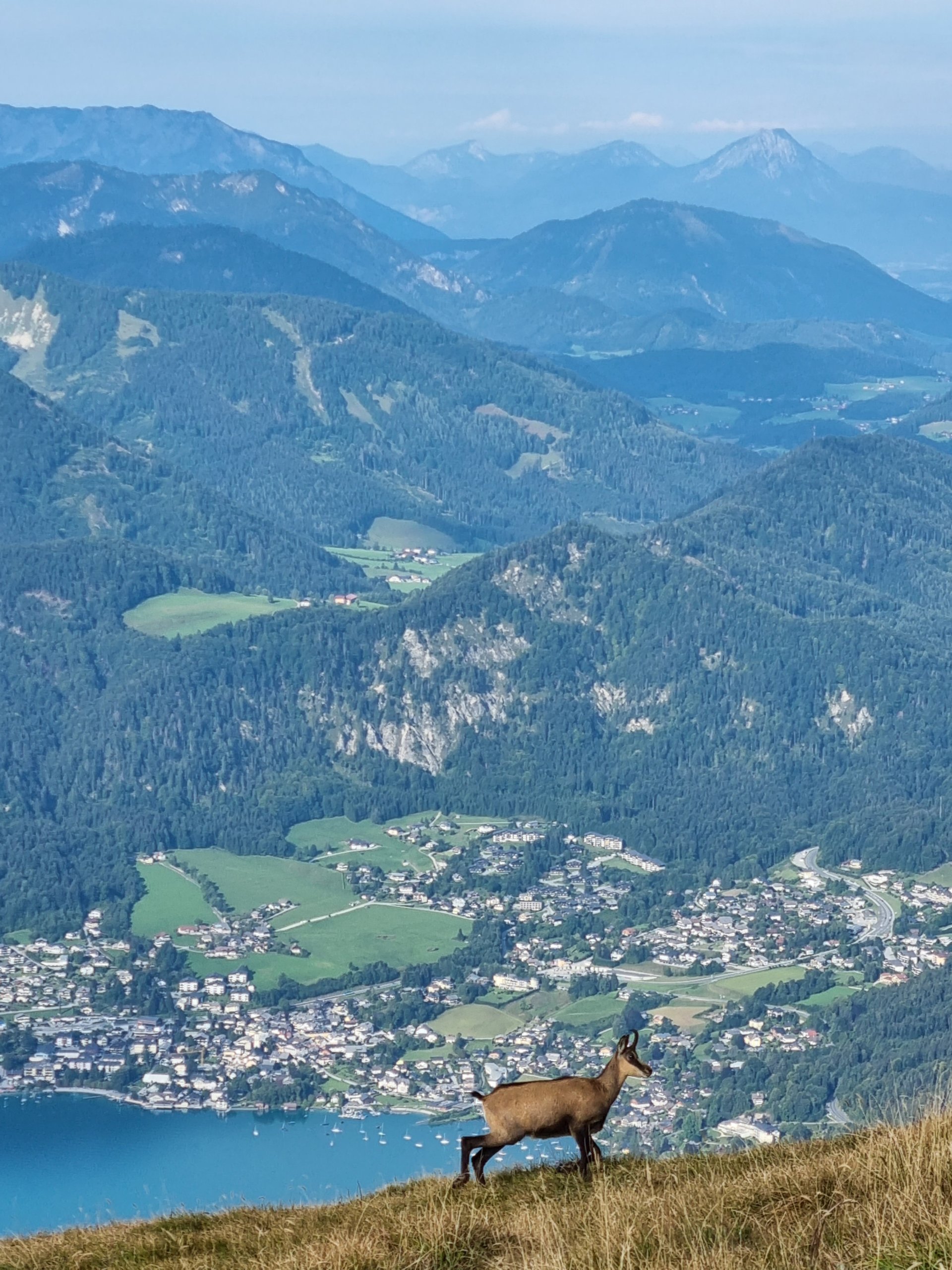 Gämsen genießen Frühstück und Aussicht auf den Wolfgangsee - 4 Berge 3 Seen, Alpenvorland, Ausblick, Aussicht, Berge, Etappe 3, Fernblick, Gams, Kalkalpen, Landschaft, Panorama, Salzkammergut, Salzkammergut-Berge, St. Gilgen, Tiere, Tourismusziel, Wälder, Wolfgangsee - (Kreuzstein, Gschwand, Salzburg, Österreich)