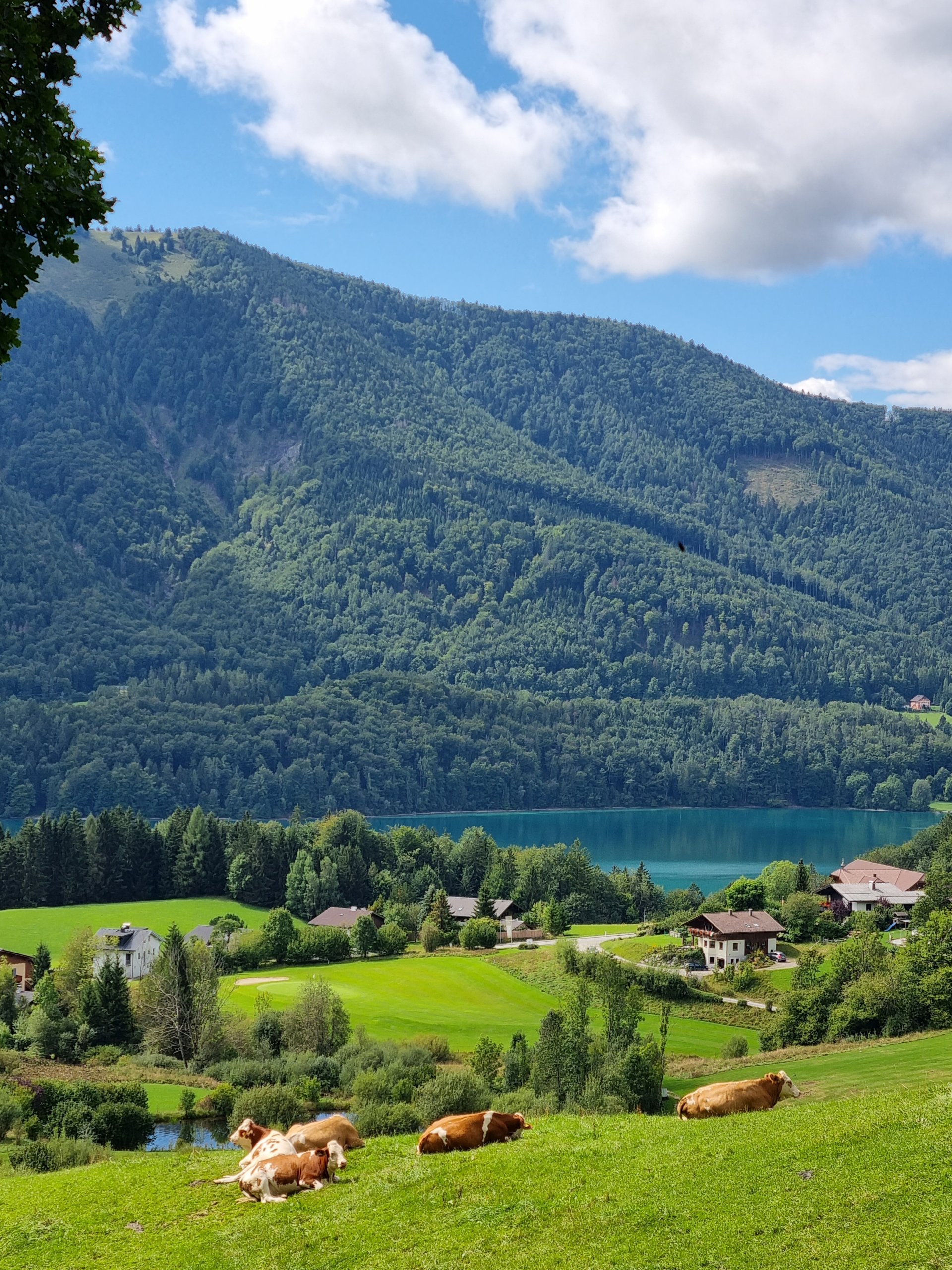 Kuhle Liegewiese with a View! - 4 Berge 3 Seen, Ausblick, Aussicht, Etappe 4, Fernblick, Fuschlsee, Fuschlsee-Region, Kühe, Landschaft, Panorama, Salzkammergut, See, Teich, Tiere, Wälder, Waldhof Alm - (Schober, Fuschl am See, Salzburg, Österreich)