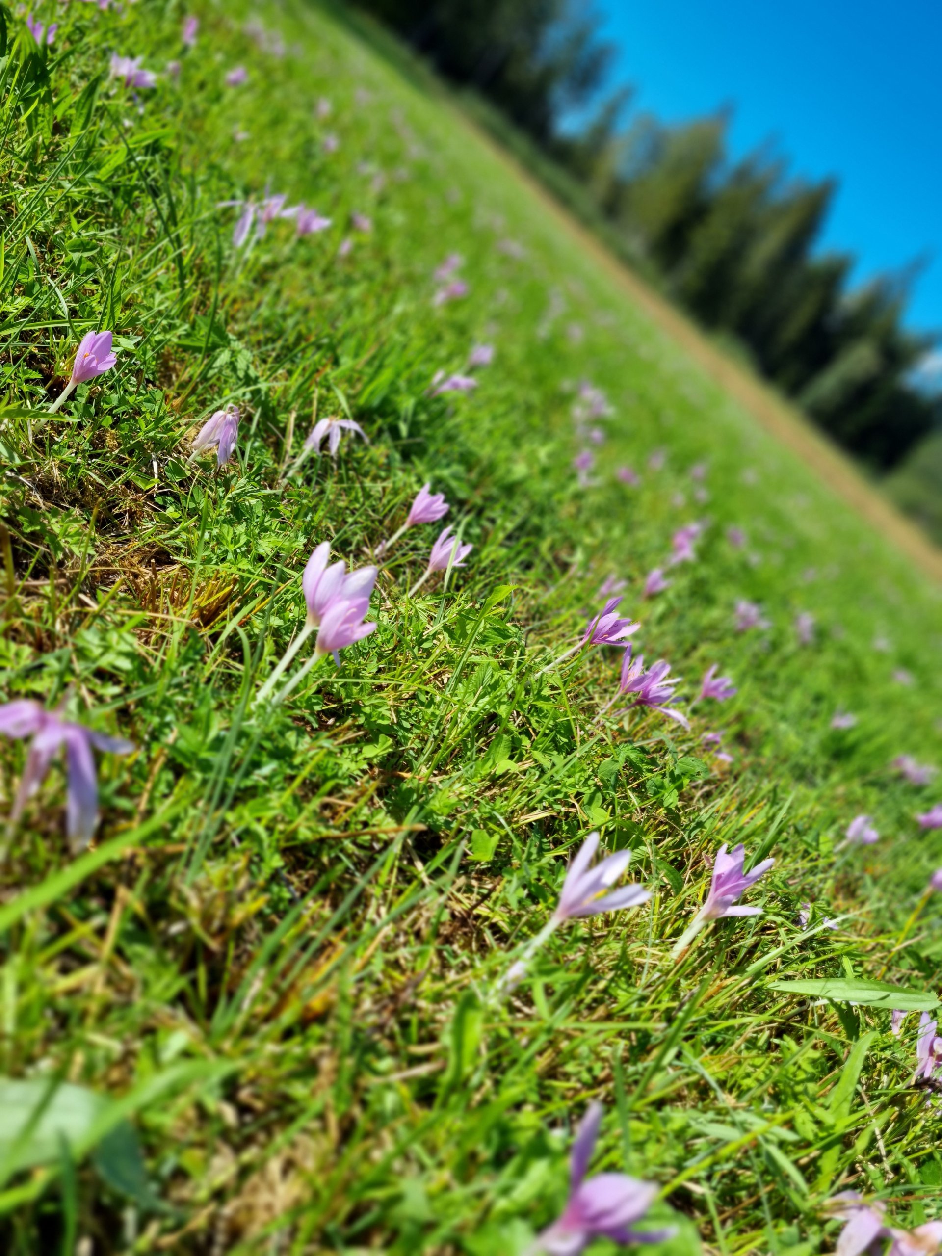 Wetter noch sommerlich - die Vegetation bereits herbstlich - 4 Berge 3 Seen, Blumen, Colchicum autumnale, Etappe 4, Herbst-Zeitlose, Herbstzeitlose, Pflanzen, Salzkammergut, Wiese, Zeitlosengewächse, Zierpflanzen - (Egg, Thalgau, Salzburg, Österreich)