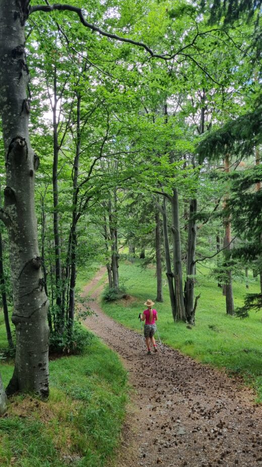 Absoluter Traumweg durch den Märchenwald am Enziansteig - Bäume, Enziansteig, Gutensteiner Alpen, Kieneck, Wald, Wandern - WEISSINGER Sofia - (Kieneck, Niederösterreich, Österreich)